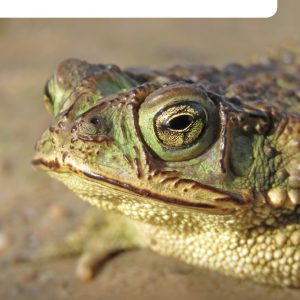 Anfibios. Guías de Fauna, Flora y Funga en Uruguay