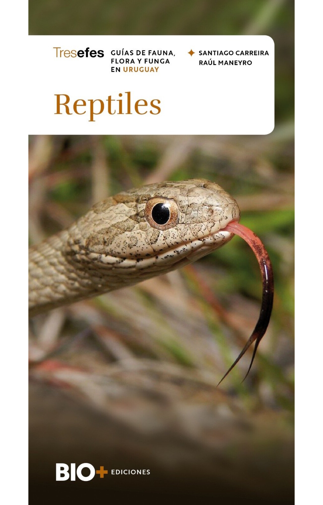 Reptiles